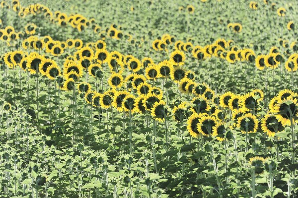 Sunflower field, sunflowers (Helianthus annuus), landscape south of Montepulciano, Tuscany, Italy,