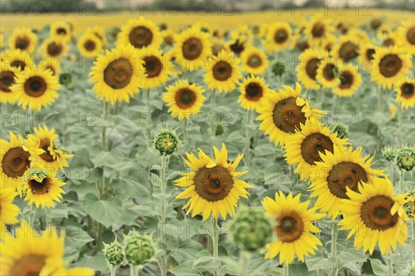 Sunflower field, sunflowers (Helianthus annuus), landscape south of Montepulciano, Tuscany, Italy,