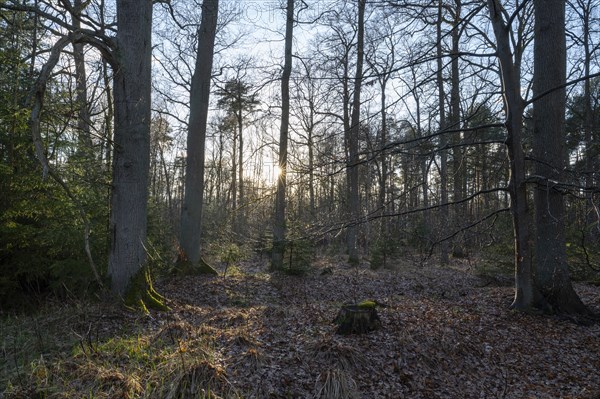 Mixed deciduous forest backlit with sun star, Barnbruch Forest nature reserve, Lower Saxony,