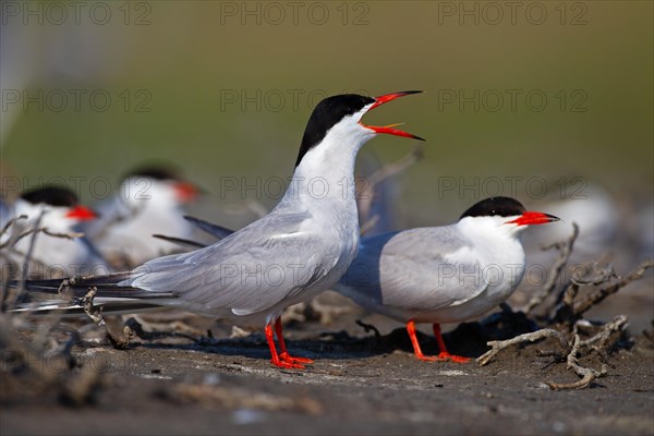 Common Tern (Sterna hirundo), calling in breeding colony, Danube Delta Biosphere Reserve, Romania,