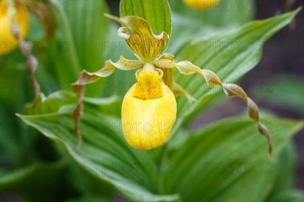 Beautiful orchids of different colors on green background in the garden. Lady's-slipper hybrids.