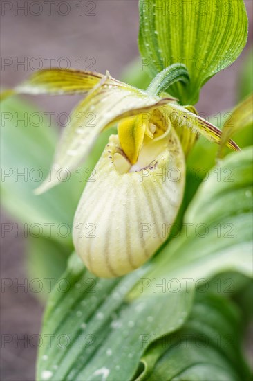 Beautiful orchids of different colors on green background in the garden. Lady's-slipper hybrids.