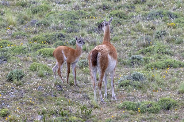 Guanaco (Llama guanicoe), Huanaco, mare with foal, adult, juvenile, Torres del Paine National Park,