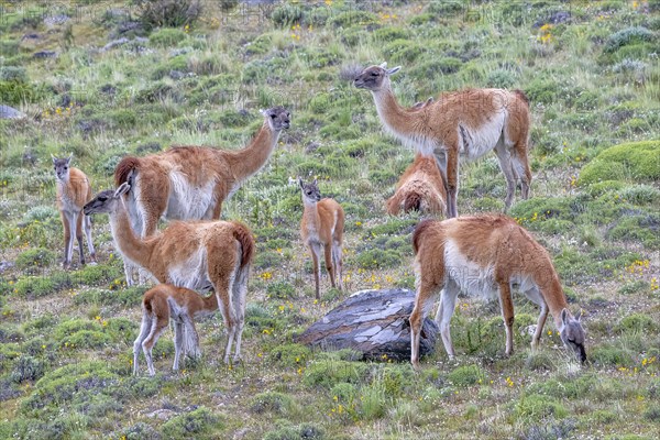 Guanaco (Llama guanicoe), Huanaco, group with young animals, Torres del Paine National Park,