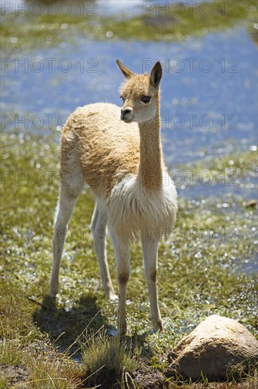 Vicuna or vicuna (Vicugna vicugna) at a waterhole in the Andean highlands, Andahuaylas, Apurimac.