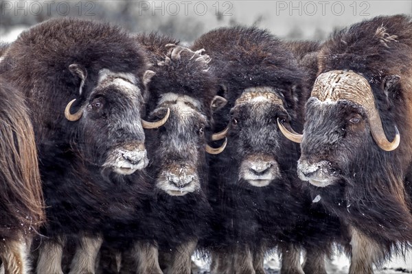 Musk oxen (Ovibos moschatus), herd in a snowstorm, standing, portrait, North Slope, Alaska, USA,