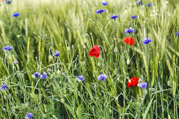 Red poppy flowers (Papaver rhoeas), green barleys (Hordeum vulgare), cornflowers (Centaurea