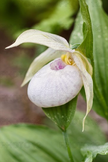 Beautiful orchids of different colors on green background in the garden. Lady's-slipper hybrids.