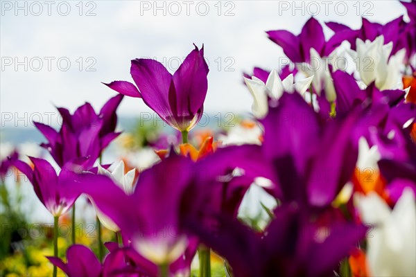 Blooming tulips, lakeside promenade, Ueberlingen, Lake Constance, Baden-Wuerttemberg, Germany,