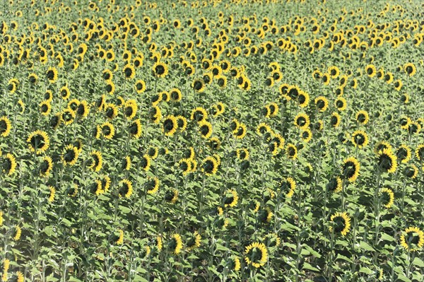 Sunflower field, sunflowers (Helianthus annuus), landscape south of Montepulciano, Tuscany, Italy,