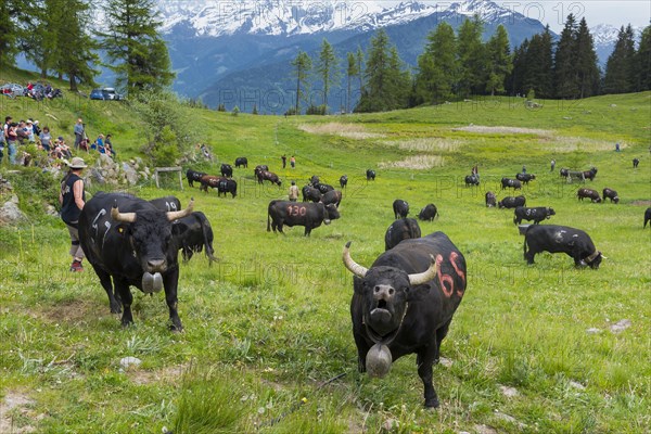 Cow fight of the Herens cows to determine the queen, cow, festival, cattle, alpine pasture, queen,