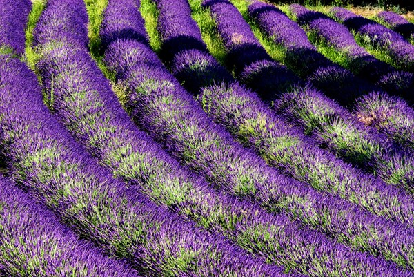 Rows of lavender (Lavandula angustifolia) near Valensole, Provence-Alpes-Cote d'Azur region,