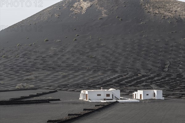 Wine growing in volcanic ash pits protected by dry stone walls, Yaiza, Lanzarote, Canary Islands,