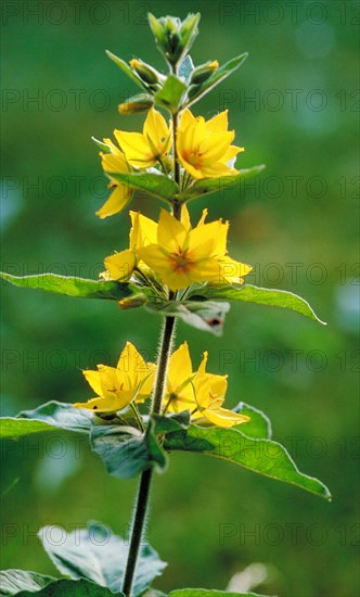A close-up of bright yellow flowers with sharp green leaves in the background Golden loosestrife