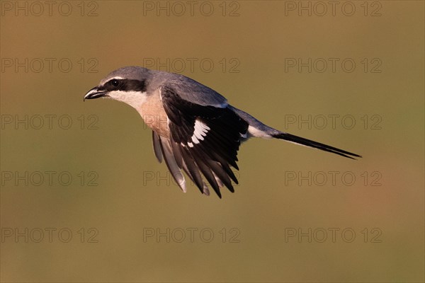 Iberian Grey Shrike (Lanius meridionalis), Southern Grey Shrike, in flight, Fuerteventura,