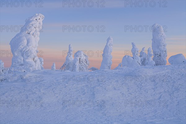 Snow-covered trees in tundra, Arctic, evening light, winter, Dalton Highway, Alaska, USA, North