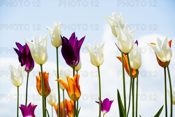 Blooming tulips, lakeside promenade, Ueberlingen, Lake Constance, Baden-Wuerttemberg, Germany,