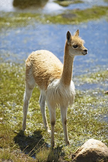 Vicuna or vicuna (Vicugna vicugna) at a waterhole in the Andean highlands, Andahuaylas, Apurimac.