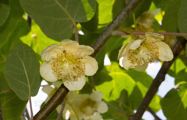 Kiwi, kiwi flower (Actinidia), Eastern Macedonia and Thrace, Greece, Europe