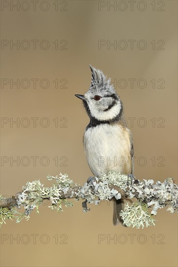 Crested tit (Lophophanes cristatus), sitting on a branch overgrown with reindeer lichen (Cladonia