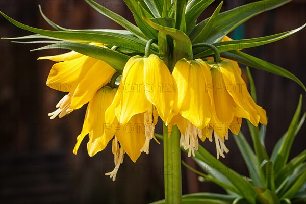 Crown imperial fritillary (Fritillaria imperialis) flowers. Yellow color of the flowers and with