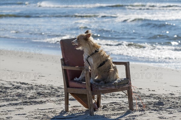 Podengo Portugues (rough coat) bitch on a washed up upholstered chair on the beach, Henne Region