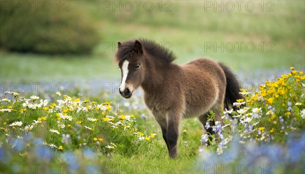 KI generated, animal, animals, mammal, mammals, biotope, habitat, one, individual animal, foraging,