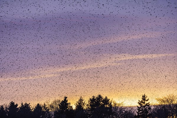 Natural spectacle in the Swabian Alb. Flocks of bramblings (Fringilla montifringilla) spend the