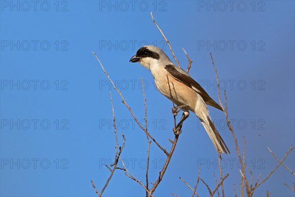 Lesser grey shrike (Lanius minor), Dobruja, Bulgaria, Europe