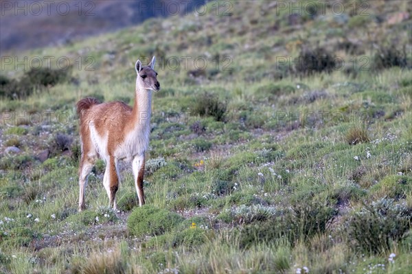 Guanaco (Llama guanicoe), Huanako, Torres del Paine National Park, Patagonia, End of the World,