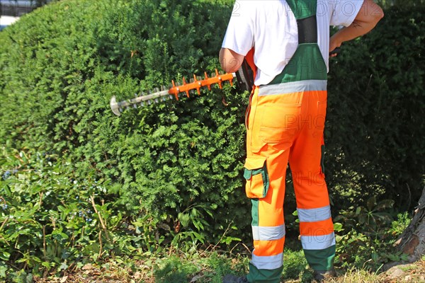 Man cutting hedges and greenery