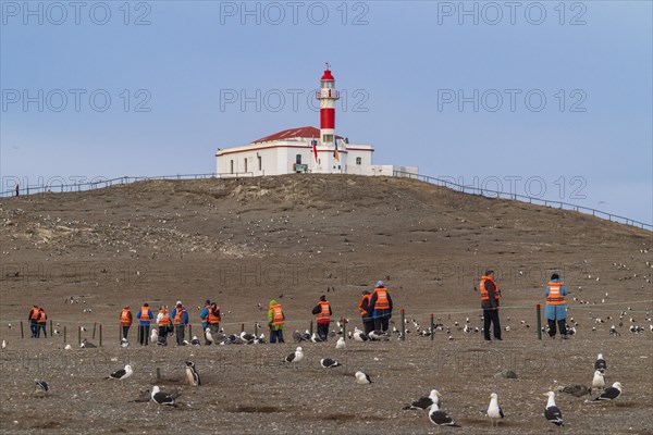 Cruise passengers walk in a line between seagulls to the lighthouse in the Penguin National Park on