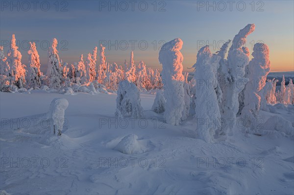 Snow-covered trees in tundra, Arctic, evening light, winter, Dalton Highway, Alaska, USA, North