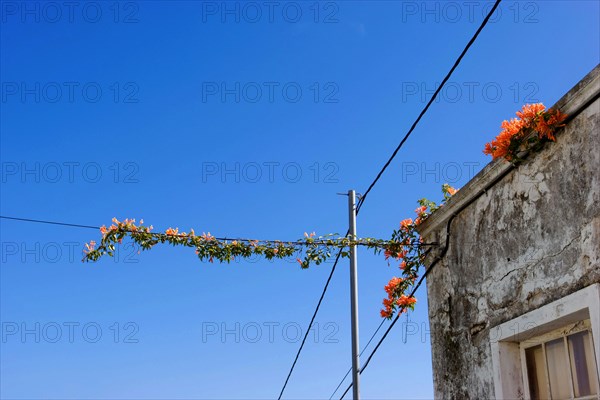 Flamevine or orange trumpet vine (Pyrostegia venusta) Feuer auf dem Dach, Feuerranke, La Palma,