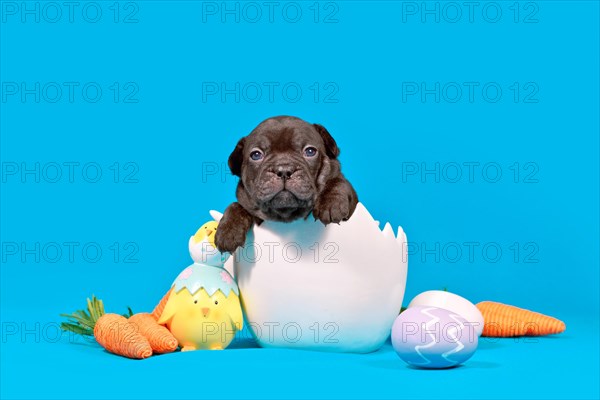 Cute black French Bulldog dog puppy with sitting in egg shell with Easter decoration on blue