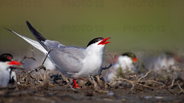 Common Tern (Sterna hirundo), calling in breeding colony, Danube Delta Biosphere Reserve, Romania,
