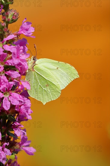 Brimstone (Gonepteryx rhamni) feeding on a flower of purple loosestrife (Lythrum salicaria),