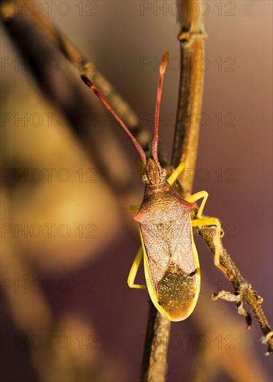 Bedbug, (Gonocerus acuteangulatus), typical hemiptera of the mediterranean climate, Majorca,