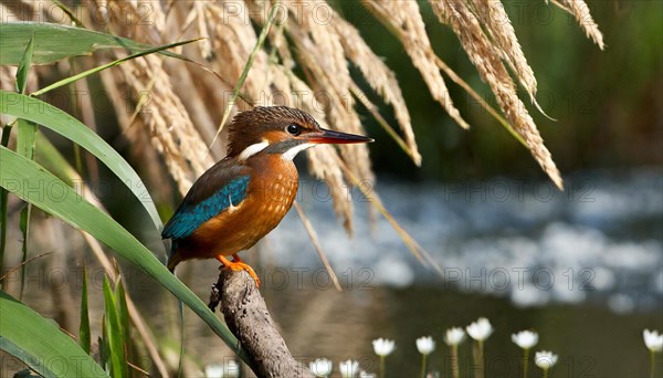 KI generated, animal, animals, bird, birds, biotope, habitat, a, individual, water, perch, reeds,