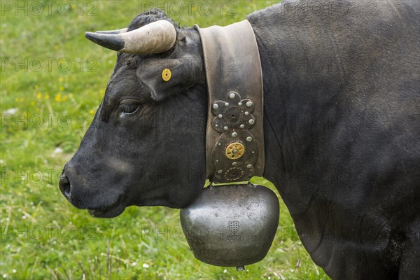 Herens cow (Herens vacca), cowbell, tradition, cattle breeding, domestic cattle, competition, cow