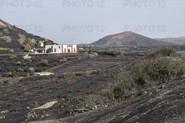 Wine growing in volcanic ash pits protected by dry stone walls, Yaiza, Lanzarote, Canary Islands,