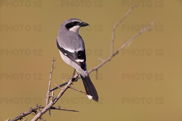 Iberian Grey Shrike (Lanius meridionalis), Southern Grey Shrike, Fuerteventura, Extremadura, Spain,