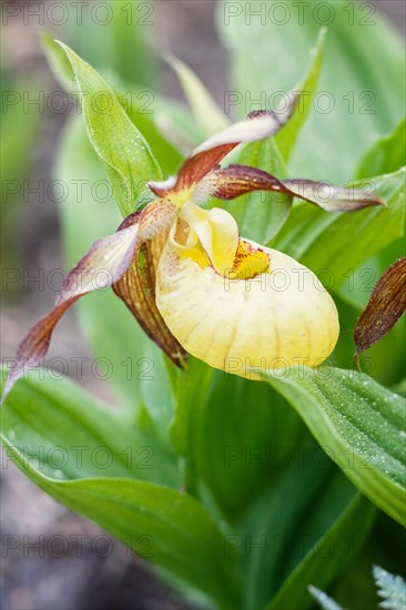 Beautiful orchids of different colors on green background in the garden. Lady's-slipper hybrids.