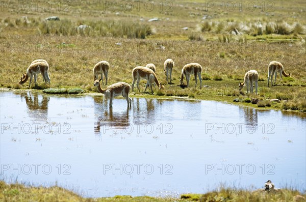 Vicunas or vicunas (Vicugna vicugna) grazing at a waterhole in the Andean highlands, Andahuaylas,