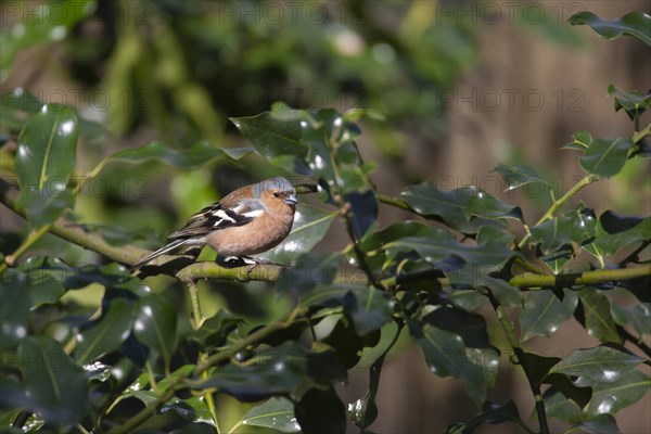 Eurasian chaffinch (Fringilla coelebs) adult male bird on a Holly tree branch, England, United
