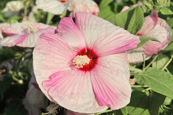 Flowering Hibiscus cultivar Red Heart (Hibiscus syriacus cultivar Red Heart) Florence, Tuscany,
