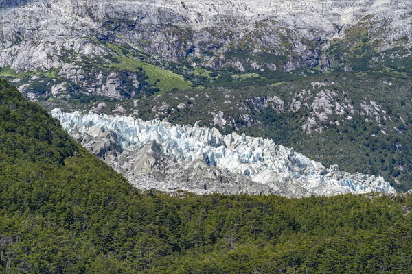 Tongue of the Pia Glacier between forests, Alberto de Agostini National Park, Avenue of the