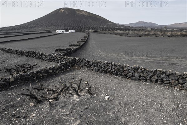 Wine growing in volcanic ash pits protected by dry stone walls, Yaiza, Lanzarote, Canary Islands,