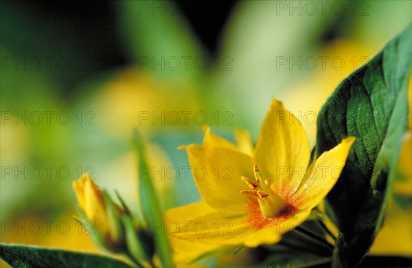 Yellow flowers in close-up with green leaves and soft background Golden loosestrife Lysimachia
