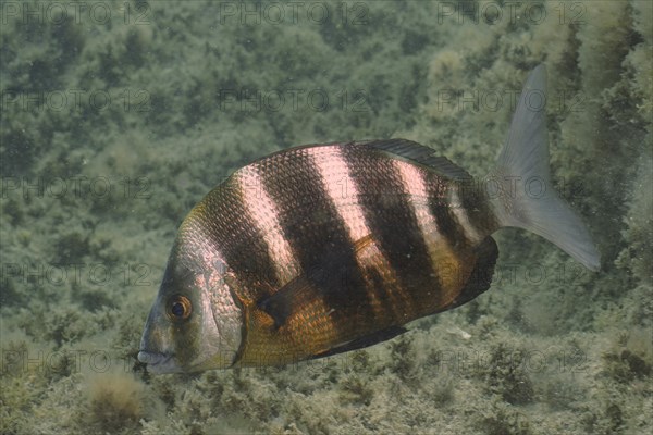Zebra Bream (Diplodus cervinus cervinus), dive site El Cabron Marine Reserve, Arinaga, Gran